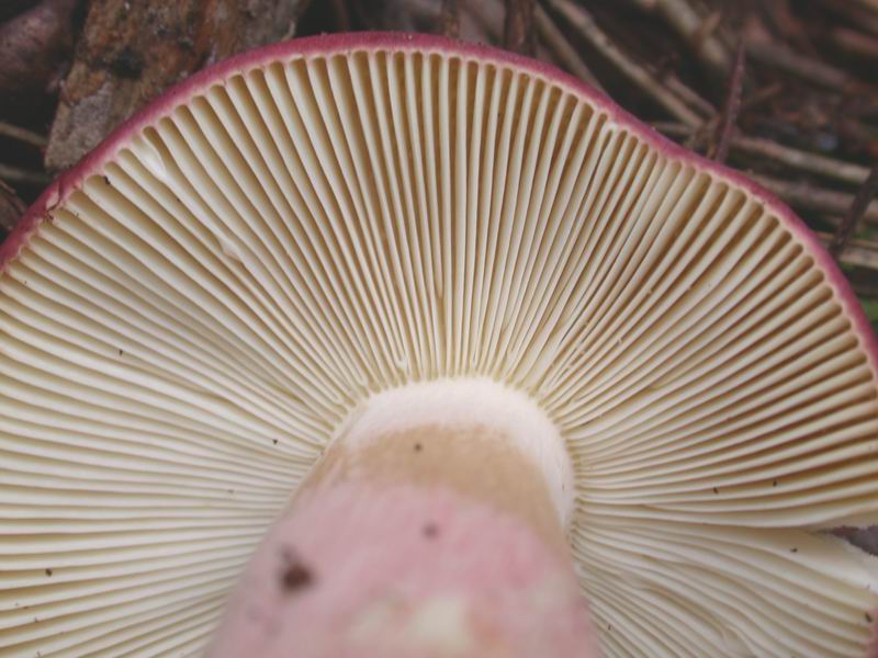 Escursione mirata   a Tricholoma portentosum